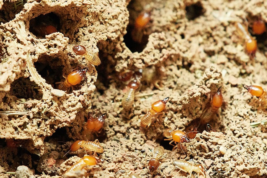 Plaga de termitas actuando
