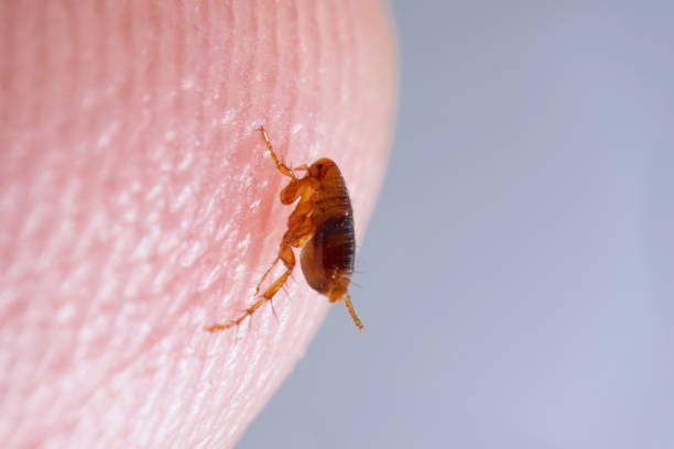 Imagen de una pulga