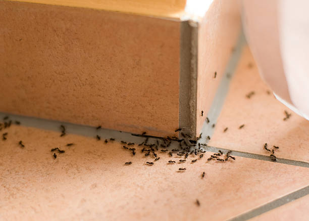 Imagen de plaga de hormigas
