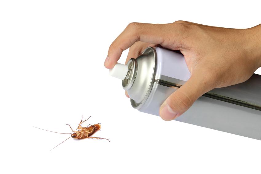 Persona usando spray en una cucaracha